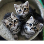 LUV KITTIES SQUAD :D
