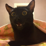Cat Industries LLC