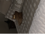CATS CATS!!
