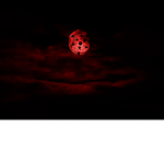 O.R.G