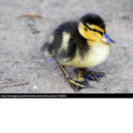 Enten Gruppe
