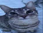 melonfin group Group Thumbnail