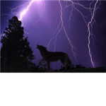 Stormclan ϟ ϟ ϟ