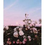 Pink_1276