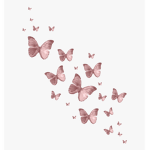 * Butterfly’s*