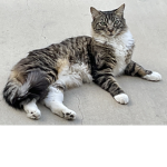 The Clan of Cats (The Kindest Clan Ever)