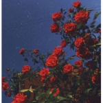 Rose’s Clothing! <3