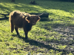 Tiere sind die aller besten