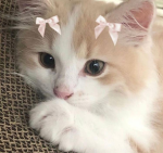 •Fluffy4ngels•