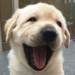 Dog ARE CUTE