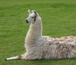 Llamas love Roblox! Are you a Llama?