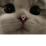 Loveddd