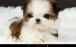 Puppylover123