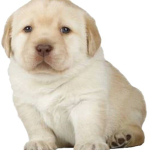 Walter Quieres Doge Cheems