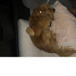 Puppies and pippin