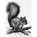 Squirrel Hangout HQ