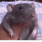 The rat men group