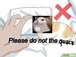 Quack n Nezt