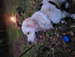 Dogny2504