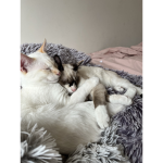Snowy and mittens
