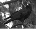 Val Ravens
