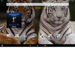 Tiger gang rules