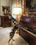 The dalmatian's
