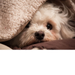 grupa wednesday