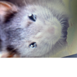 Cheese group rats only boi