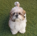 º- Always Rocco -º