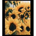 Sunshine Magic