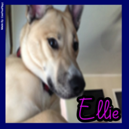 Support Ellie!