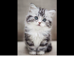 Adorable kitten club