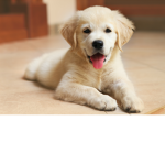 Hey#Puppy/Dog#Squad