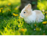 .: Bunny Squad :.