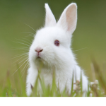 Animals are really cute