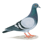 The Faded Pigeon