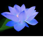 Lotus gang decal shop
