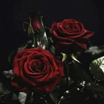 The Crimson Roses of Beauty