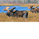 A moose gourp