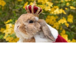 The cute little bunny group