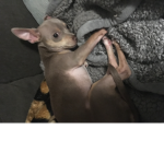 Cat and dog chat group