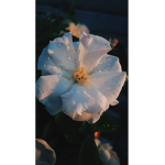Miraesrv