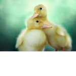 Ducky leader