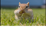 Squirrel United group