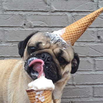 Pug Obby