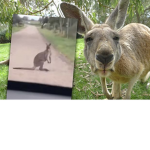 Kangaroos With Us
