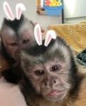 cеilings