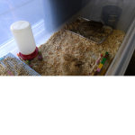 QUAILS ARE CUTE!