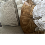 I heart my cat